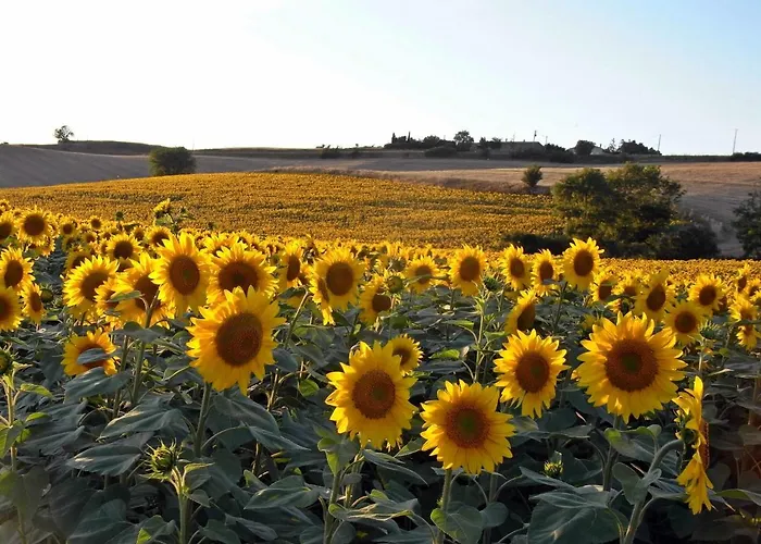 Affittacamere Et Cosy Dans Ferme De Caractère - Grand Jardin Au Calme Proche Canal Du Midi - Barbecue, Billard&cheminée